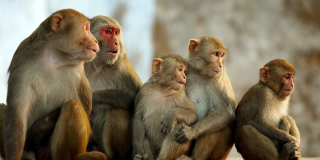 महाशिलामा बाँदर नियन्त्रण गर्न ३० लाख बजेट विन्योजन