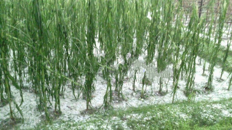 पर्वत र बागलुङमा साढे चार करोडको अन्नबालीमा क्षती
