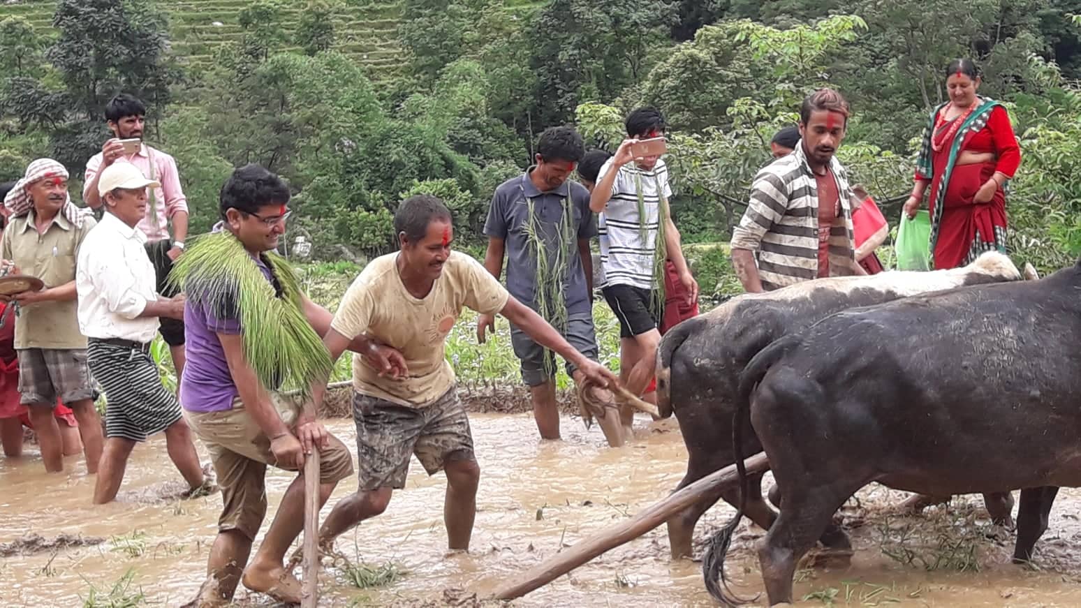पर्वतमा असार दोस्रो हप्तासम्म  १५ प्रतिशत रोपाई सकियो