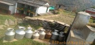 पाङमा पानीका मुहान सक्दै जानथालेपछि खानेपानीको हाहाकार