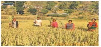 एमाले’ले ठग्यो कृषक