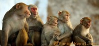 बाँदर आतंकको नाममा बन फाँडानी भएको भन्दै वन कार्यालयको आक्रोश