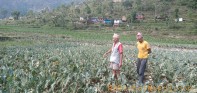 लकडाउनका कारण जलजलाको तरकारी बारीमै कुहियो