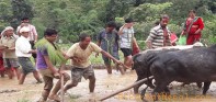पर्वतमा असार दोस्रो हप्तासम्म  १५ प्रतिशत रोपाई सकियो