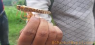 पर्वतमा पनि भित्रियो सलहको समुह, चनाखो हुन आग्रह