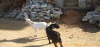 मध्यरातमा बाख्रा चोरी