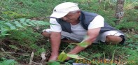 पर्वतको पिपलटारीमा साढे ८ सय भन्दा बढि विरुवा रोपियो